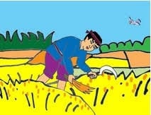 Hình ảnh bác nông dân đang giặt lúa