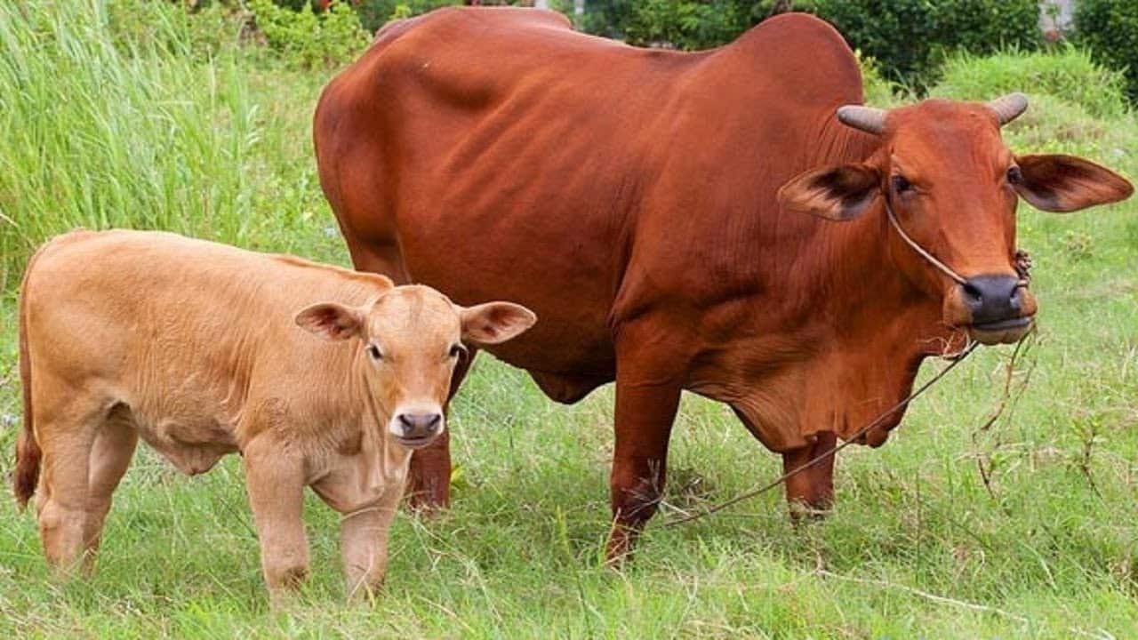 Bò mẹ và bò con