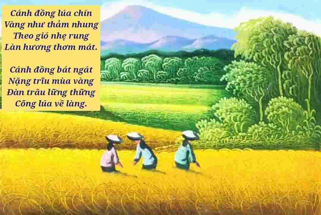 Bức tranh thơ mùa cánh đồng lúa vàng