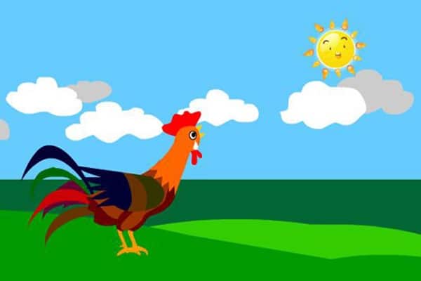 Chú gà và ông mặt trời