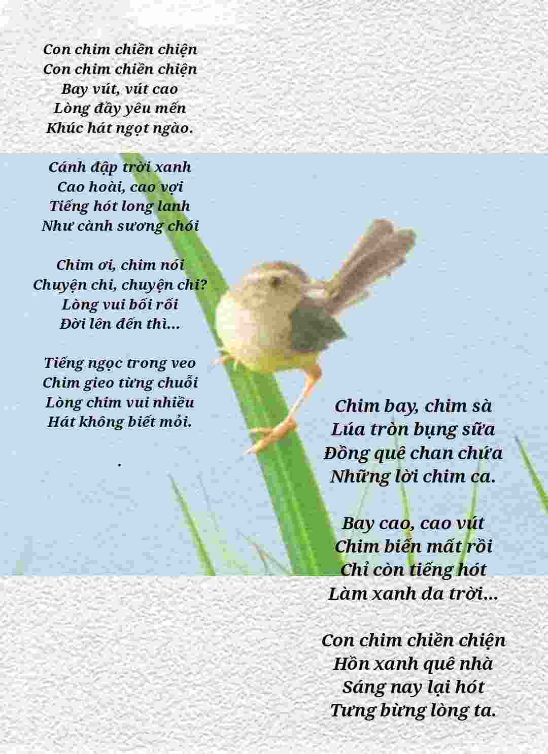 Bảo Lộc - Cần mua chim chiền chiện bụng vàng như hình | Click49 - Bảo Lộc |  Đà Lạt | Lâm Đồng