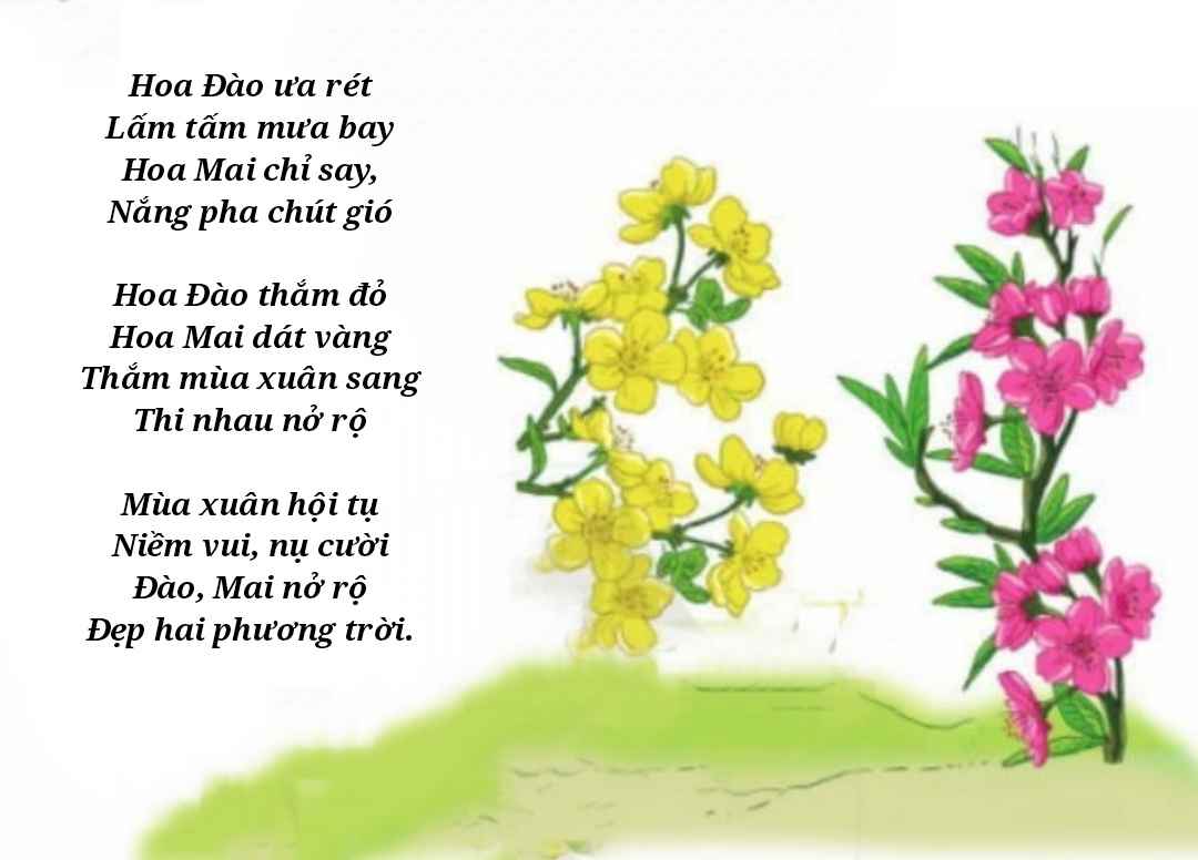 Top 86+ hình ảnh hoa mai hoa đào hay nhất - thtantai2.edu.vn