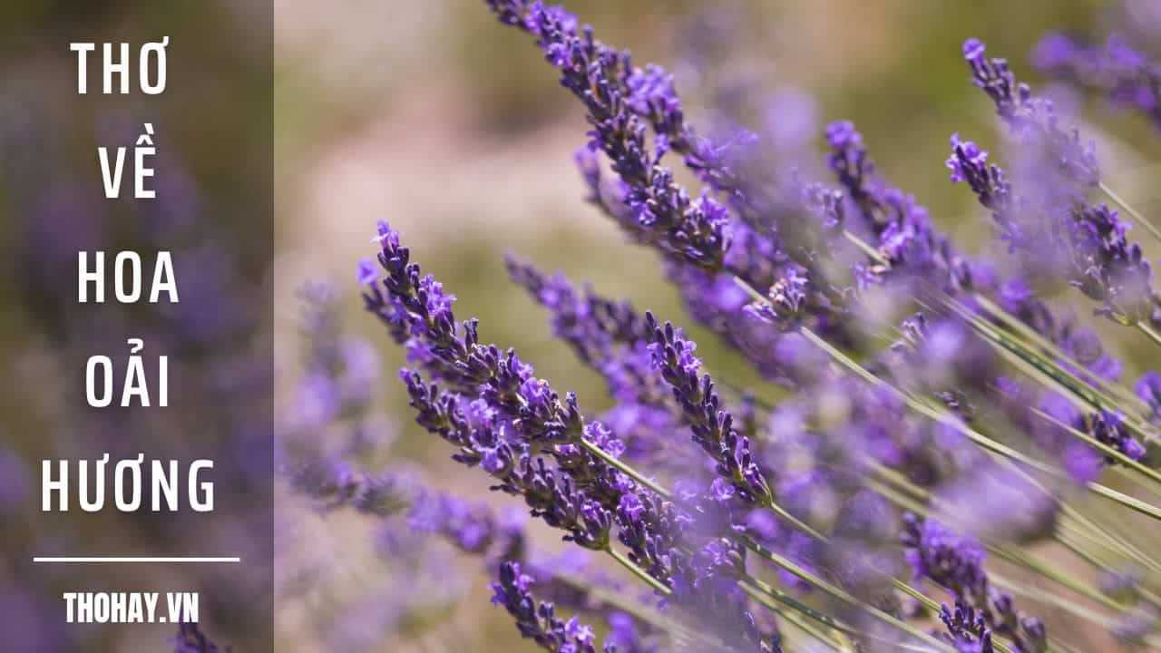 Thơ Về Hoa Oải Hương Lavender ❤️️ 20+ Bài Thơ Hay Nhất