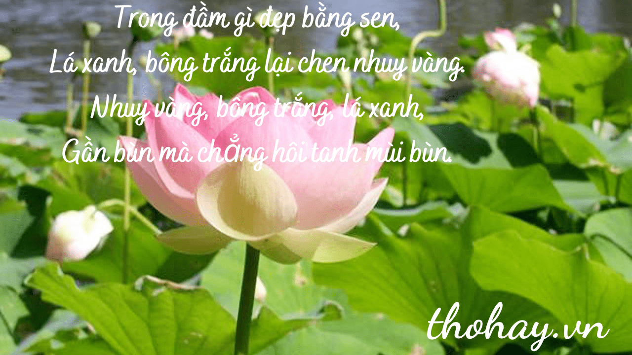 Hoa sen đẹp nhất trong đầm có ý nghĩa gì trong văn hóa dân gian Việt Nam?